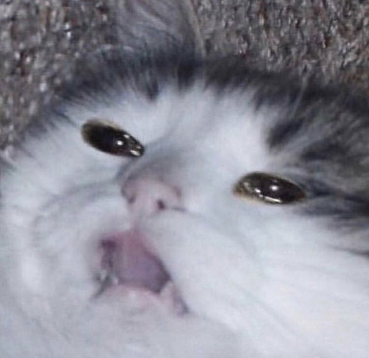 Social Memes de animales